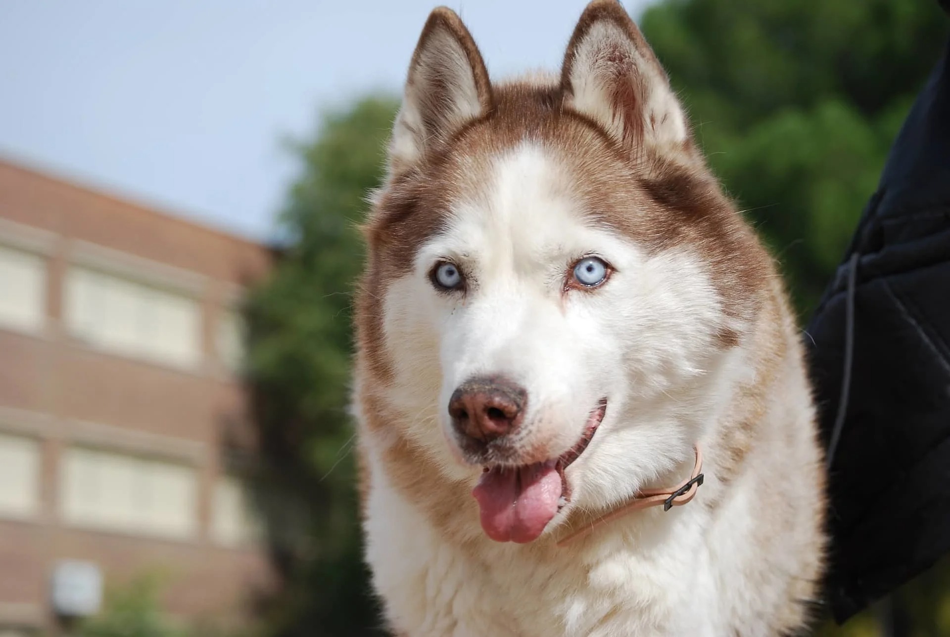 オオカミに近い・似ている犬種10選！ | ペットショップ 犬の家&猫の里 | 子犬だけでなく子猫の情報もたくさん